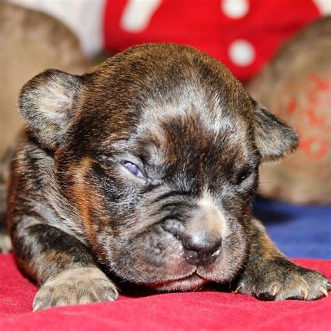 With each rearing we endeavor to breed pit bull puppies that proprietors and families can make bonds with. American Pocket Bully's Tiger Striped Male at Two Weeks ...