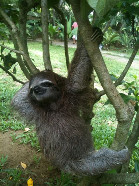 Sexy Sloth Sloths