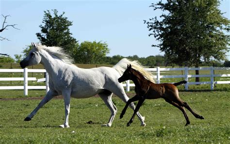 White Horse Running With Brown Foal