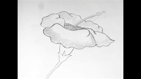How To Draw And Sketch Hibiscus Flower Using Pencil 1 Youtube