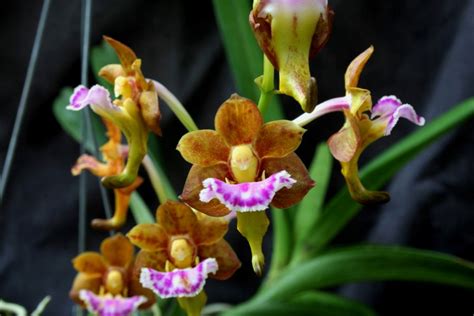 Anggrek Vanda Foetida Orchids Plants