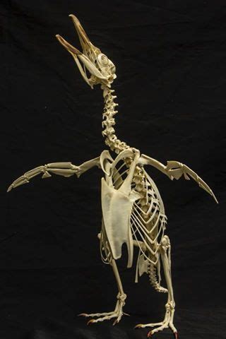 Timeline Photos - Museum of Osteology | Facebook | Skelett anatomie