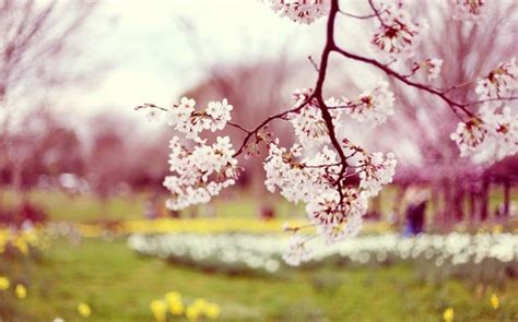 Fonds Décran Printemps Qui Vont Inspirer Votre Journée