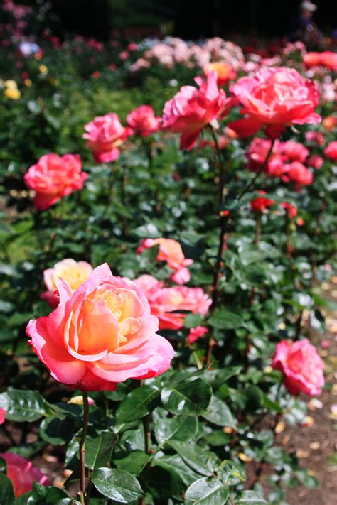 The garden in full bloom. International Rose Test Garden - Portland, Oregon | ParTASTE
