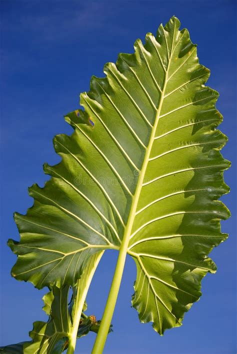 Large Tropical Leaf Royalty Free Stock Photos Image 8112038