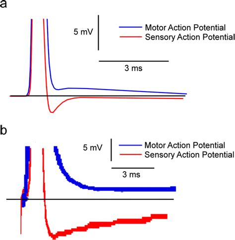 Shape Of The Action Potential A Model Action Potentials B Download Scientific Diagram