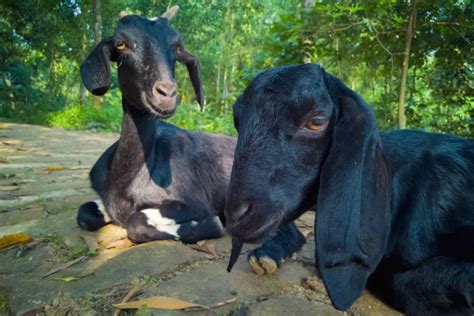 Black Bengal Goat Traits Feeding And Well Being Raising Happy Healthy