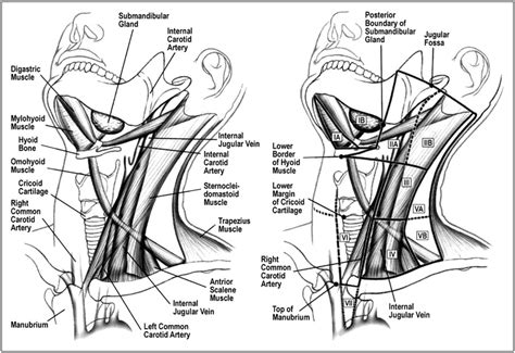 Cervical Lymph Node Levels