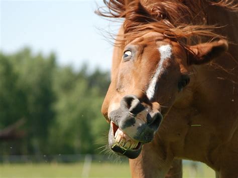 Are there any wild horses left in america. Horses Are Weird
