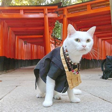 This Cat Temple In Kyoto Has Feline Monks For The Purrfect Spiritual