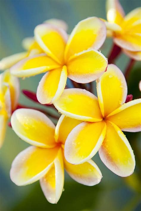 Check spelling or type a new query. Top 10 of The Most Fragrant Flowers in The World - Page 10 ...