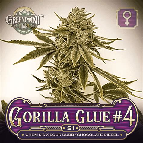 Gorilla Glue 4 S1 Cannabis Seeds Gg4 Strain Gps
