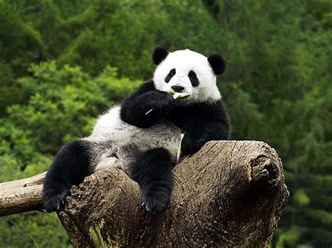 Funny Panda Funny Funny Mages Gallery Cute Baby Pandas Hd