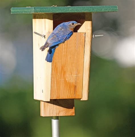 How To Build An Anti Sparrow Bluebird House Birds Of The Wild
