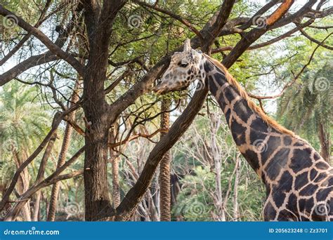 An African Giraffe Giraffa Camelopardalis An African Even Toed