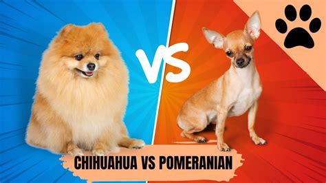 Chihuahua Vs Pomeranian Youtube