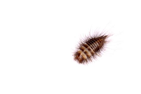 This ultimate guide will teach you about the different carpet beetles types, how to remove them and how to make sure they never infestate your. Carpet Beetles - Identification | Threats | Treatment
