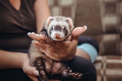 15 Best Small Exotic Pets For Apartment Living Westfield Animal