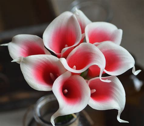 Red Picasso Calla Lily Stems Silk Diy Real Touch Wedding Etsy