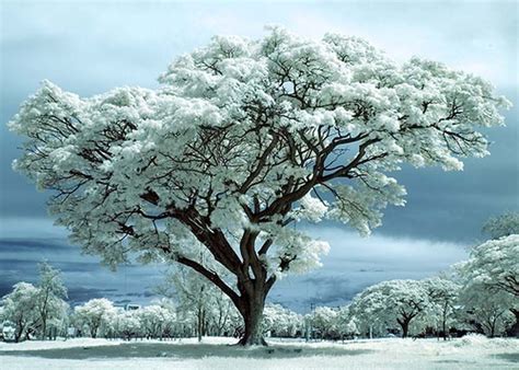 White Trees Christmas Tree Photography Winter Scenes Cool Landscapes