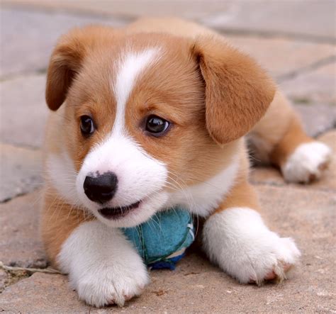 Adorable Dogs To Brighten Your Day Cuteness Overflow