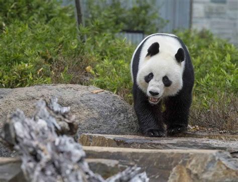 Giant Panda Breeding Update Adelaide Zoo Wang Wang And Fu Ni
