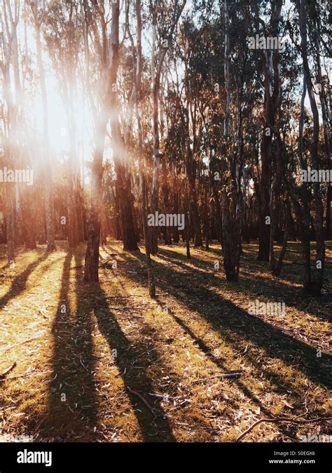 Late Afternoon Sun Streaming Through Eucalypt Forest Stock Photo Alamy