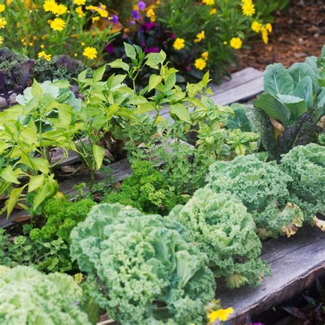 Container Vegetable Gardening Tips For Beginners Fasci Garden