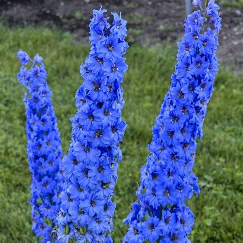 Growing Delphiniums Planting And Caring For Perennial