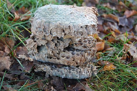 Lambertus mondorfer bastelbogen nummer 60. Nistkastenbeobachtung im Schulwald der Grundschule ...