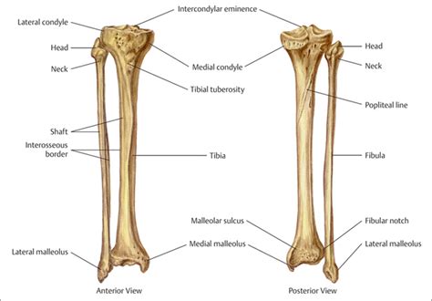 Fractures Of The Tibiafibula Musculoskeletal Key