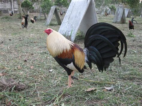 Pin On Roosters
