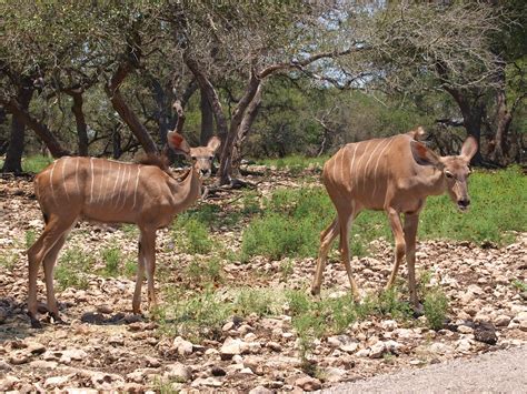 Orlando ottawa philadelphia pittsburgh sacramento san antonio san diego seattle. San Antonio Texas Natural Bridge Wildlife Ranch A driving ...