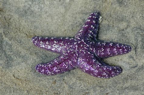 Purple Starfish Darren Barefoot Flickr