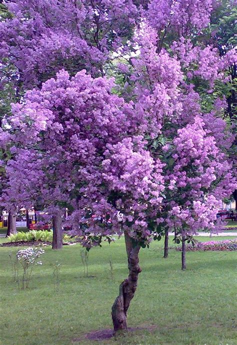 Purple Tree Purple Trees Flowering Trees Purple Flowers