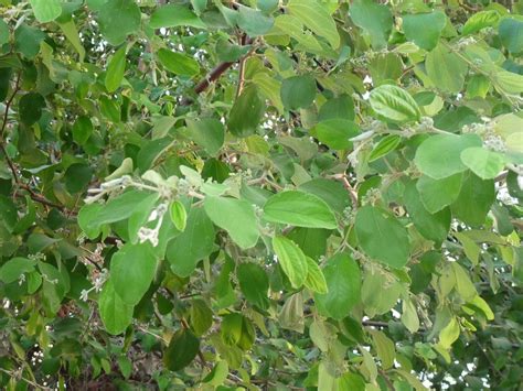 Kesemua jenis produk berasakan pati daun bidara. Minyak Daun Bidara Sidr Oil | Jual | Agen | Grosir Minyak ...