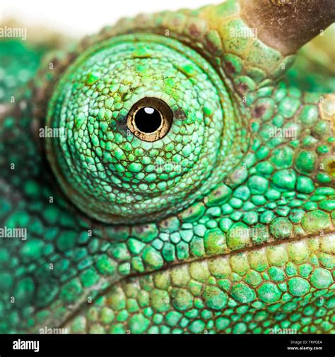 Eye Close Up On A Jackson S Horned Chameleon Trioceros Jacksonii Looking At Camera Against