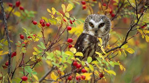 Owl Bird Sitting At Branch Wallpapers Картинки с совой Плюшевая сова