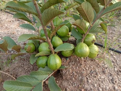 Fruit Plant Full Sun Exposure Taiwan Pink Guava Plant Peru For Fruits