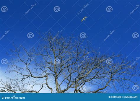 Autumn Sky Stock Photo Image Of Reach Clear Blue Fall 30495538