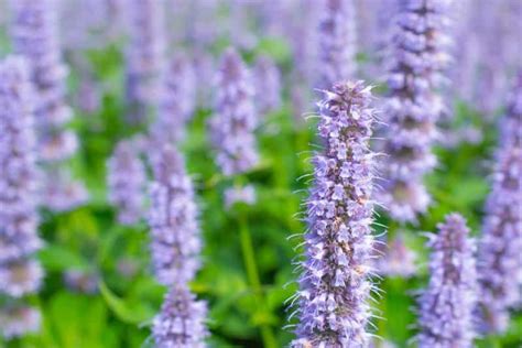 Check spelling or type a new query. 27 Flowers That Start With G (List of Flower Names G)