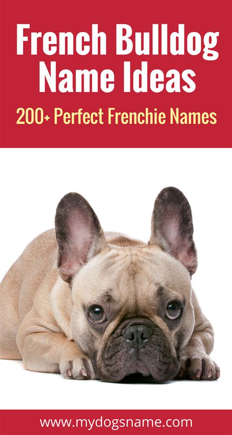 While everyone will have suggestions of their own, looking up this particular list will focus on cute, fun, and lighthearted names for your pet. 200+ Perfect French Bulldog Names | French bulldog names ...