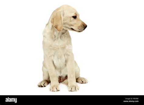 Why Do Dogs Sit Sideways