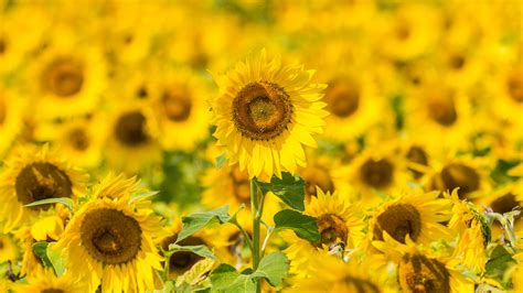 Download Wallpaper 2560x1440 Sunflowers Flowers Yellow Field Bloom