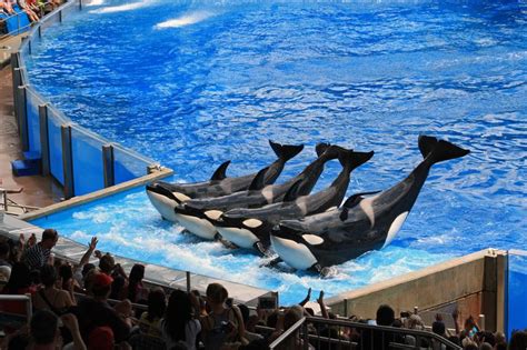 Seaworld Seaworld Is Building Larger Tanks For Its Orca Whales And