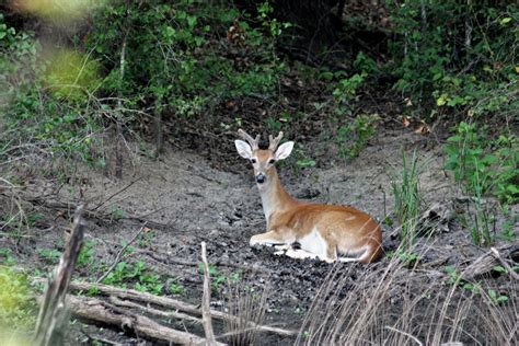 White Tail Buck Resting In Woods Free Stock Photo Public Domain Pictures