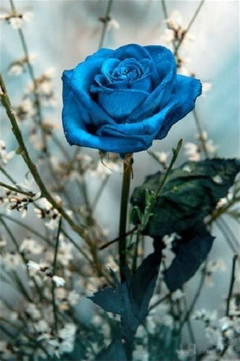 Rose Garden Blue Photo Picture