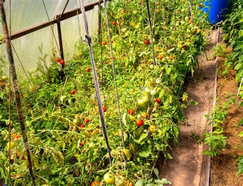 Growing Tomatoes In A Greenhouse In The Country Caring For Vegetables