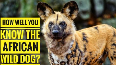 African Wild Dog Description Characteristics And Facts Youtube