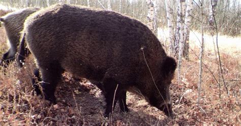 The Wildlife In Chernobyl Might Be Radioactivebut It Seems To Be Thri